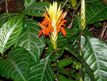 Aphelandra Aurantiacacistus - Plant